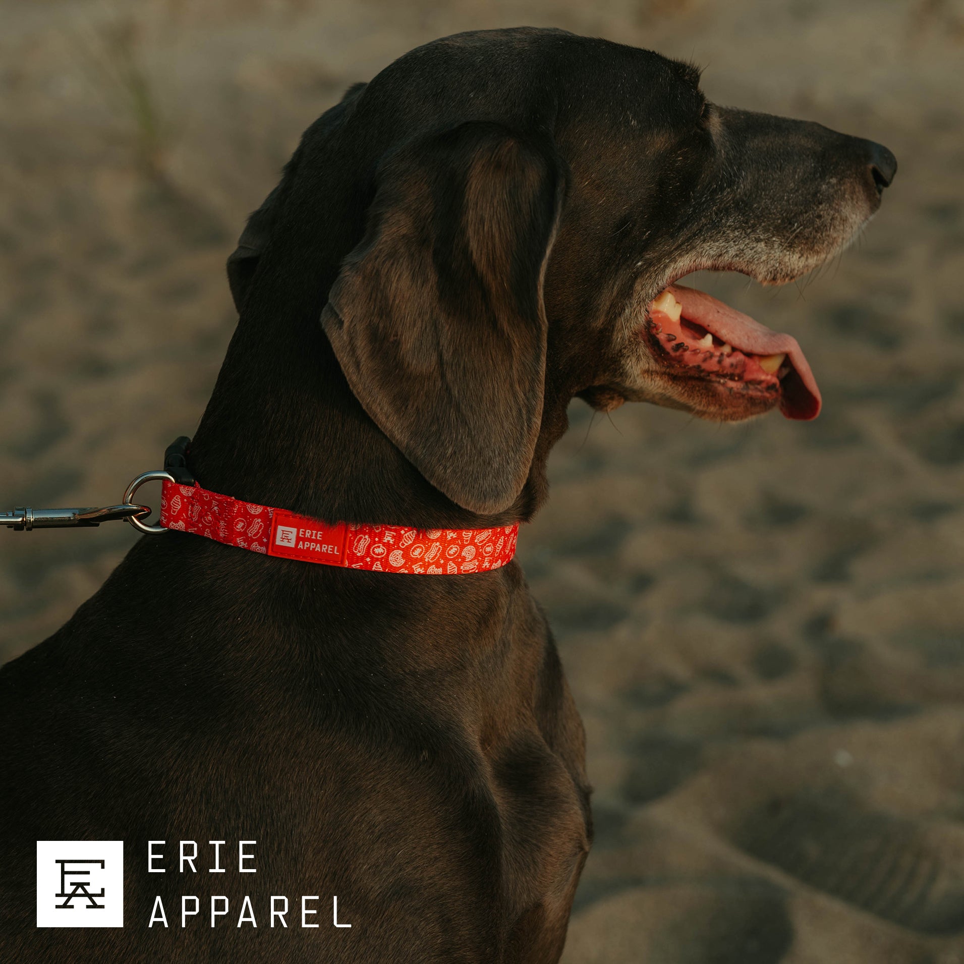 Erie Treats Pet Collar
